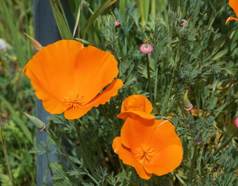 poppy