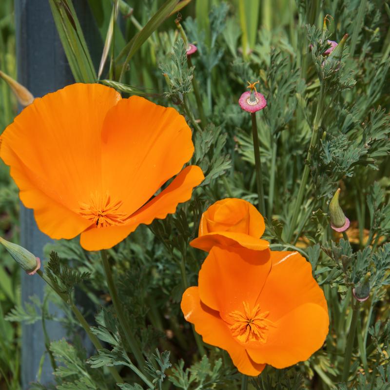 poppy